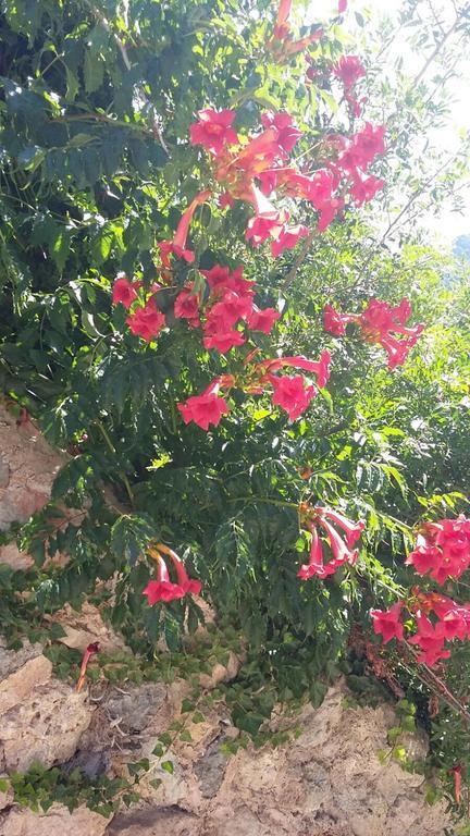 Son Niu Vell - La Hermossa Pensionat Valldemossa  Exteriör bild